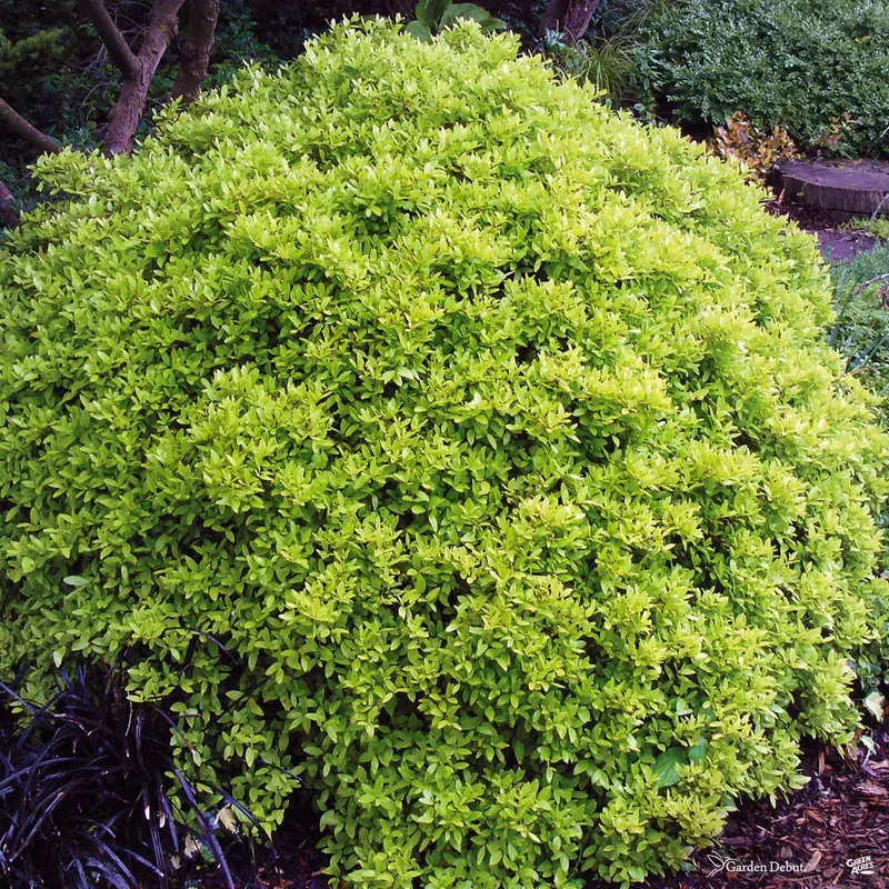 Dwarf Yaupon Holly 'Eureka Gold'