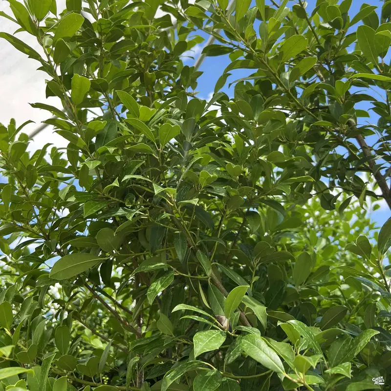 Eagleston Holly
