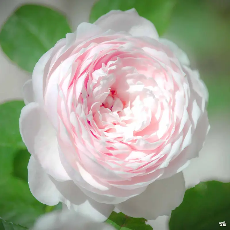 Earth Angel™ Rose Bareroot