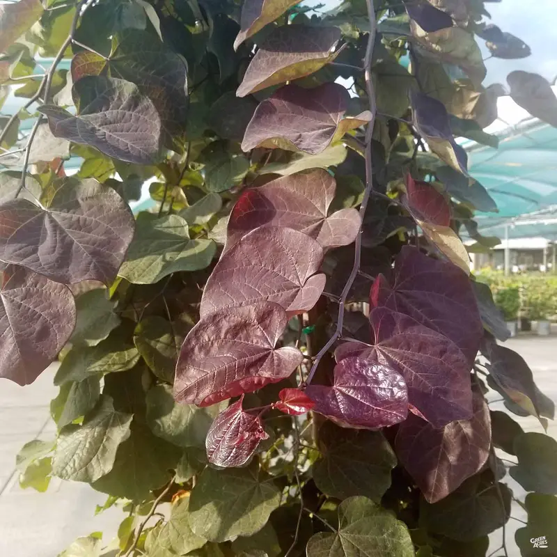 Eastern Redbud 'Ruby Falls'