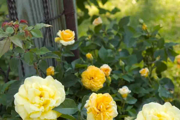 Easy Elegance® High Voltage Rose