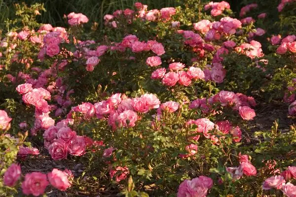 Easy Elegance® Sunrise Sunset Rose