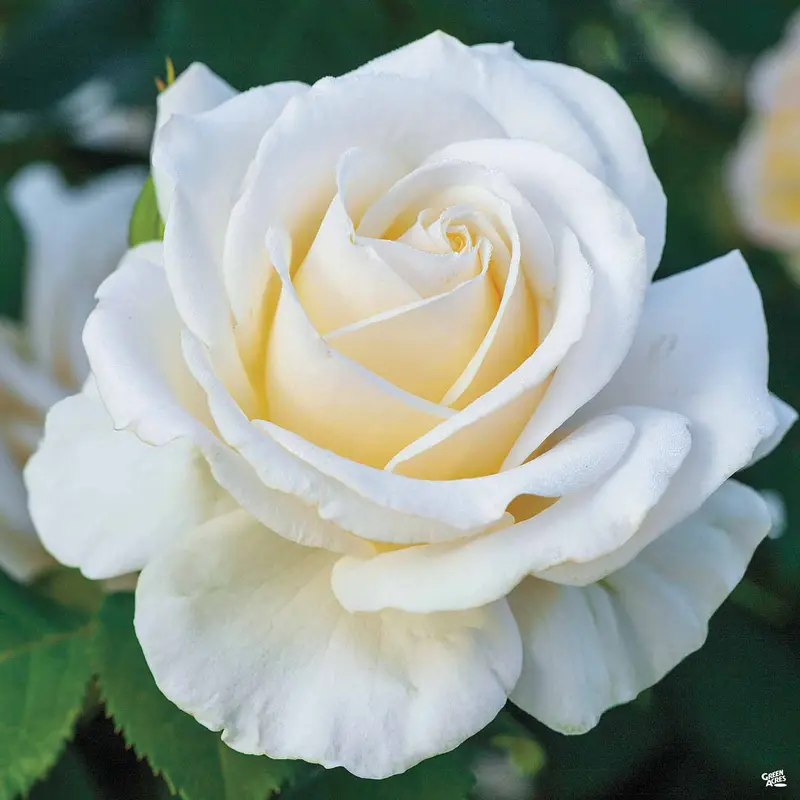 Easy Spirit™ Rose Bareroot