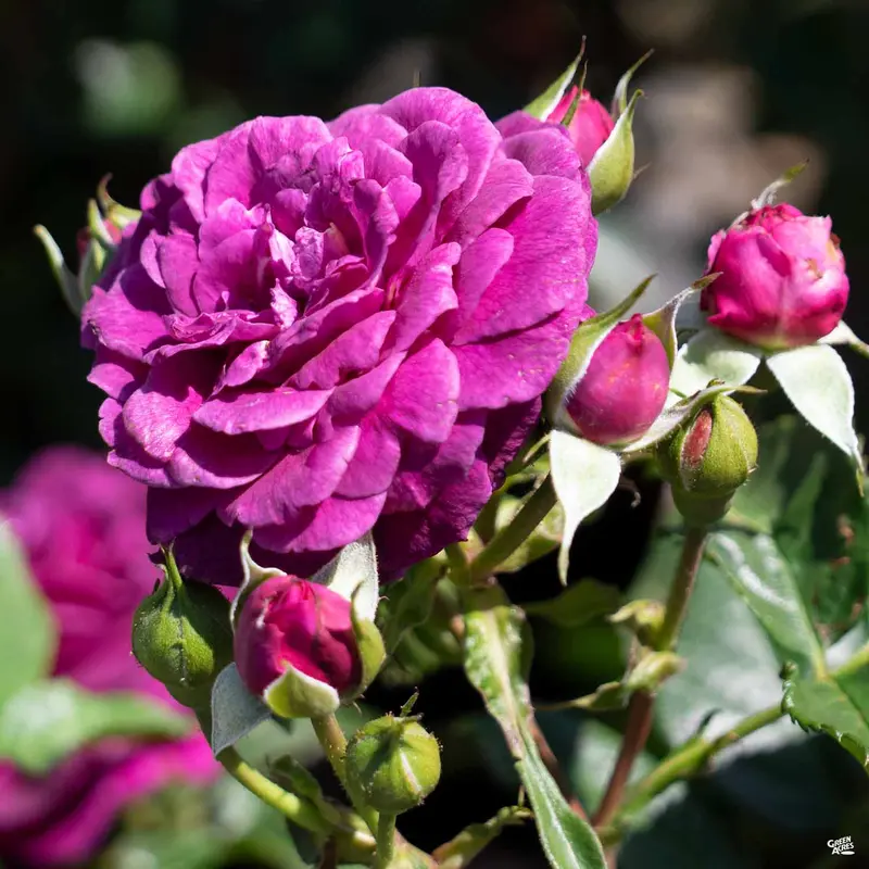 Ebb Tide™ Rose Bareroot