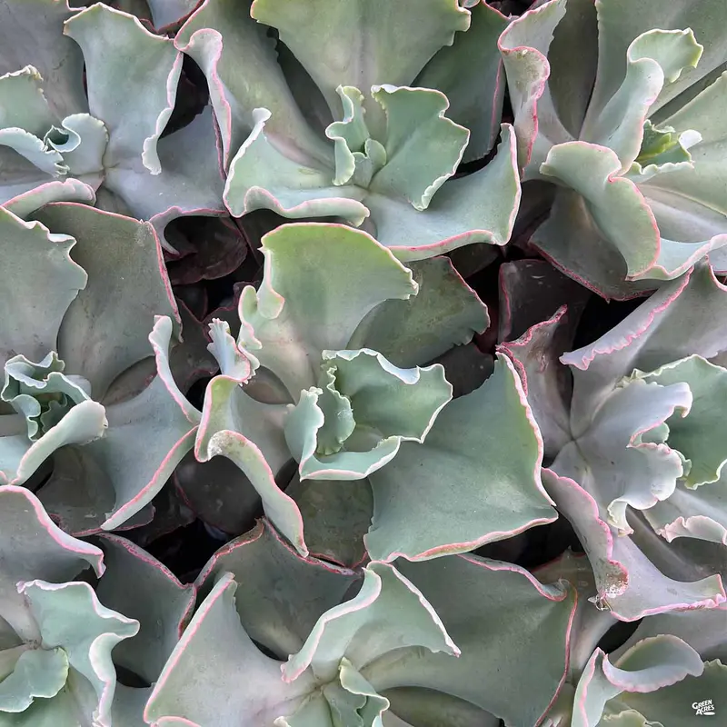 Echeveria 'Giant Blue'