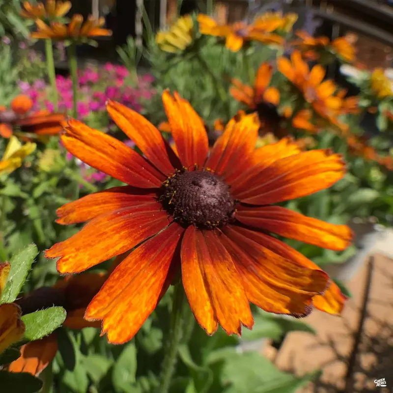 Echibeckia™ Summerina®