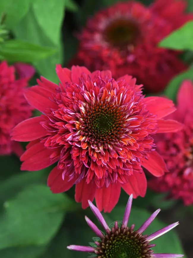 Echinacea Double Scoop Raspberry - 6" Grand Prairie Farms Round