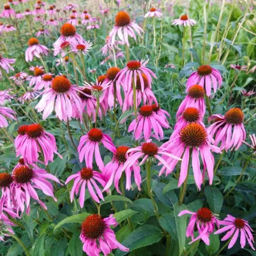 Echinacea (Echinacea purpurea) - Seed AS