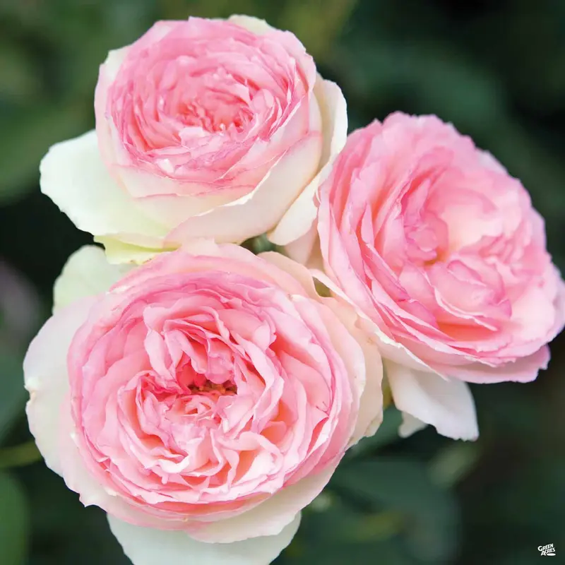 Eden® Climbing Rose Bareroot
