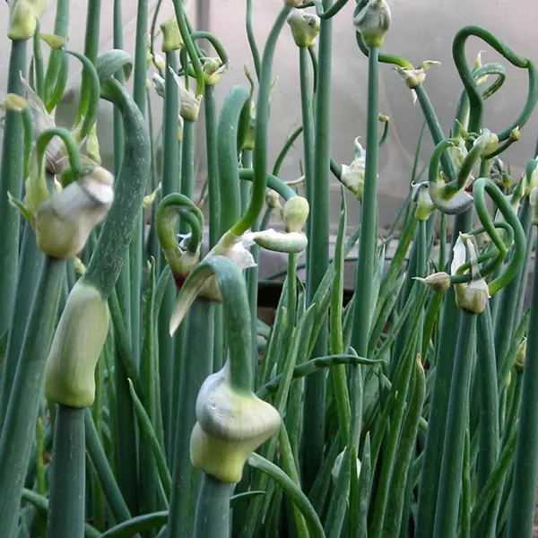 Egyptian Walking Onion (Allium proliferum)