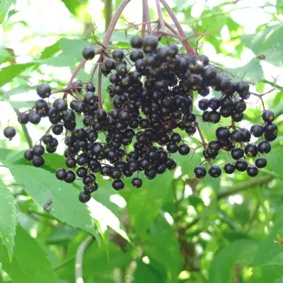 Elderberry 'Korsor' (Sambucus nigra)
