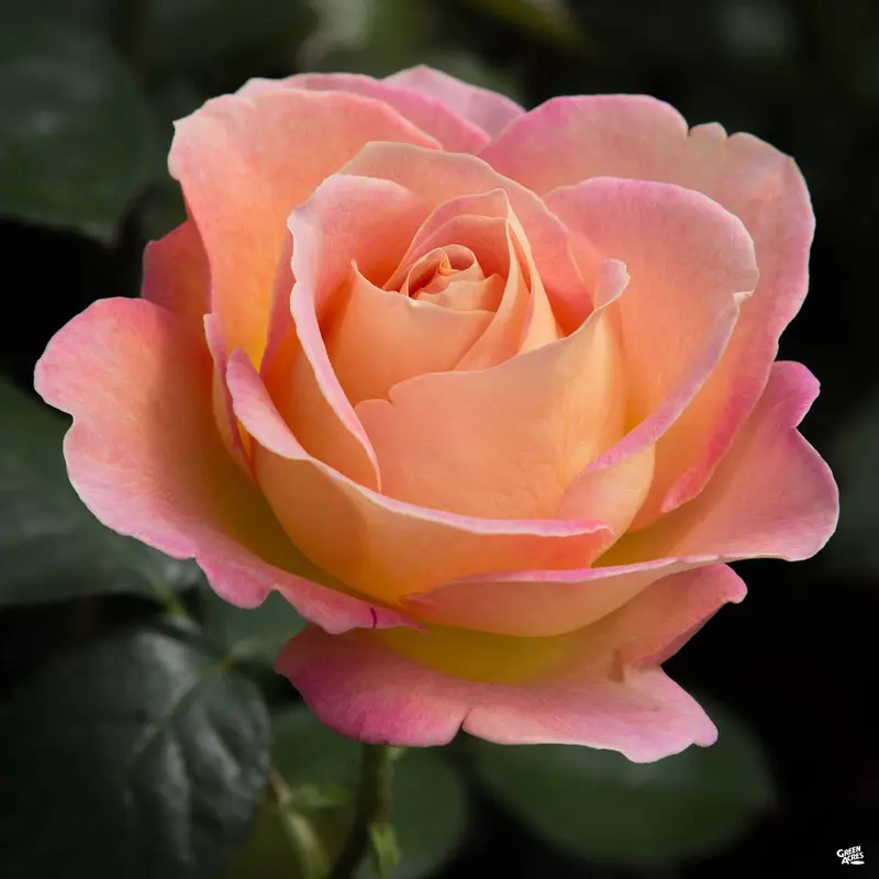 Elle® Rose Bareroot