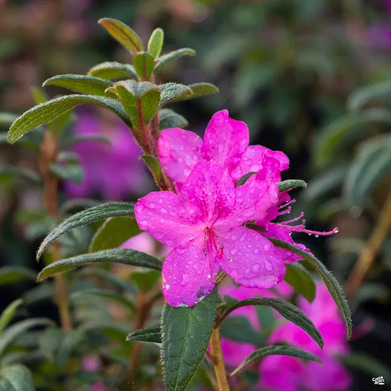 Encore® Azalea Autumn Amethyst®