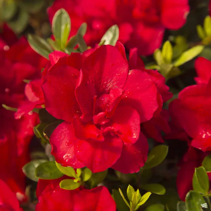 Encore® Azalea Autumn Bonfire®