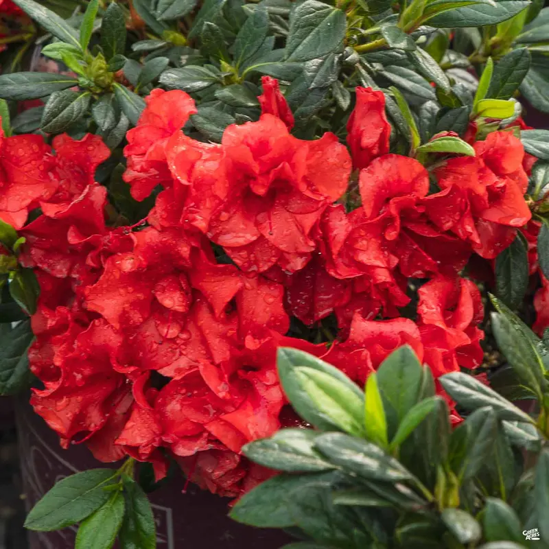 Encore® Azalea Autumn Embers®