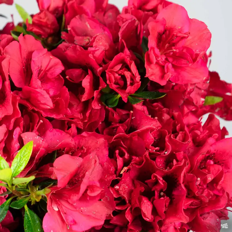 Encore® Azalea Autumn Fire®