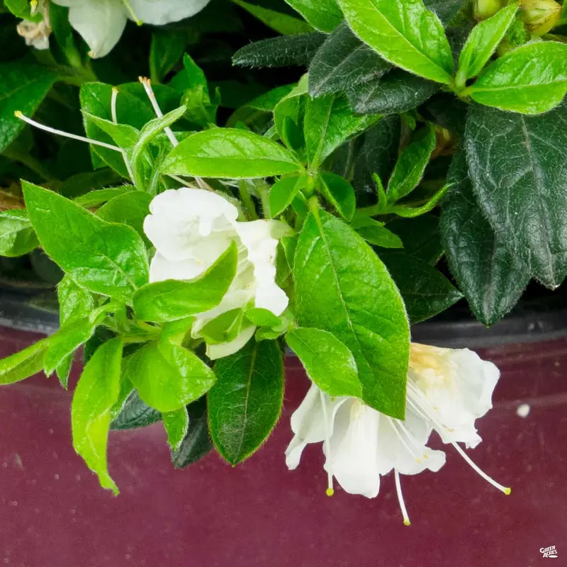 Encore® Azalea Autumn Ivory®