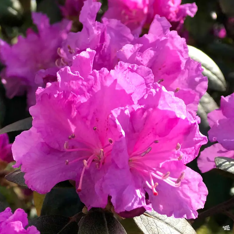 Encore® Azalea Autumn Majesty®