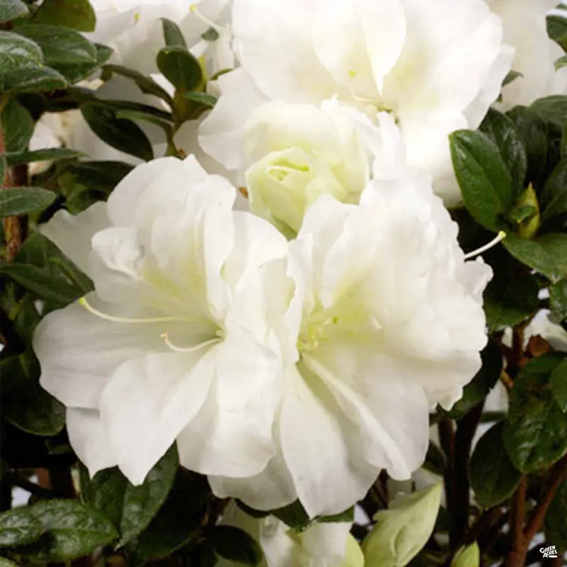 Encore® Azalea Autumn Moonlight®