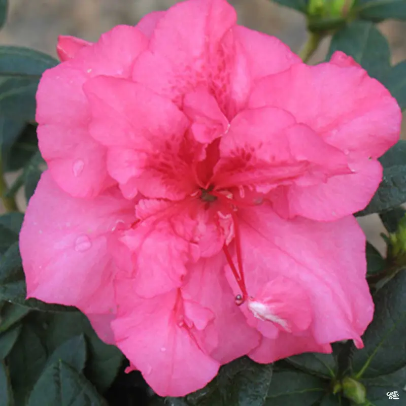 Encore® Azalea Autumn Rouge®