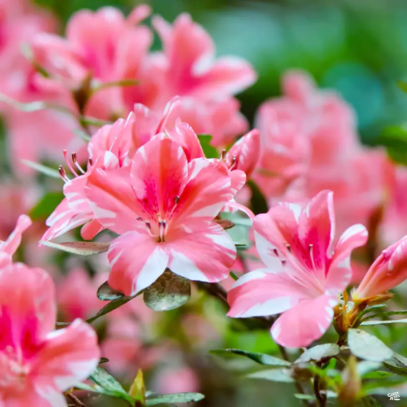 Encore® Azalea Autumn Starburst®