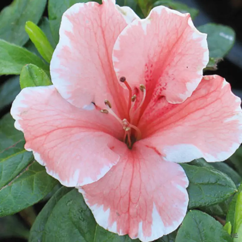 Encore® Azalea Autumn Sunburst®