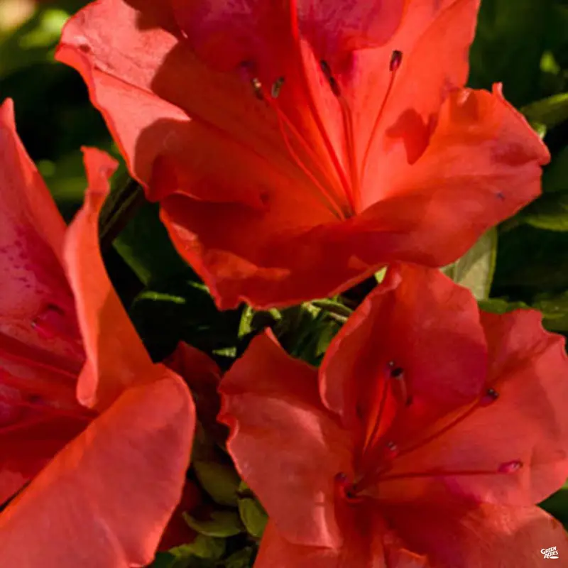 Encore® Azalea Autumn Sunset®