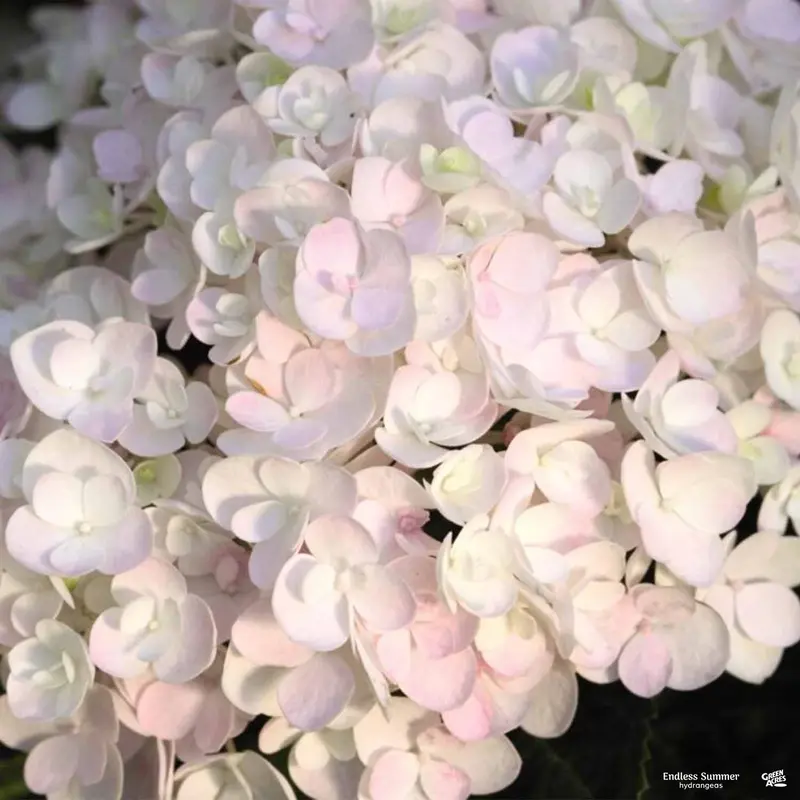 Endless Summer® Blushing Bride