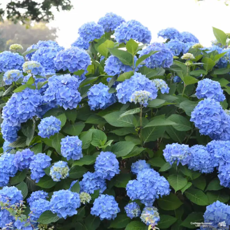 Endless Summer® The Original Bigleaf Hydrangea