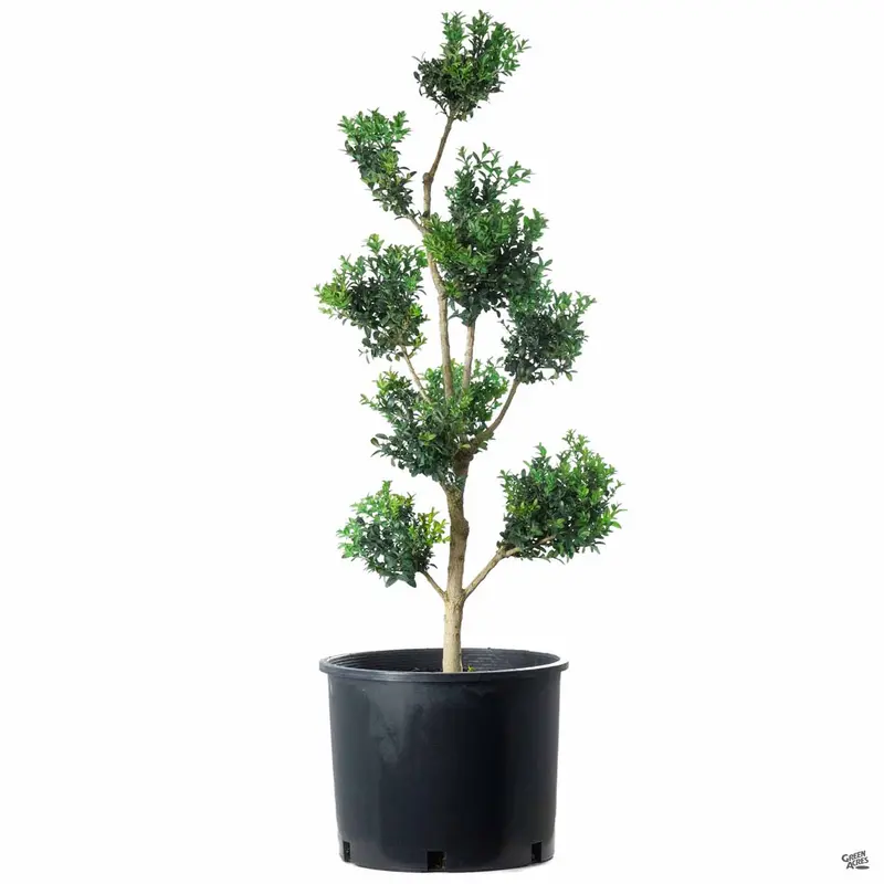 English Boxwood Pom Pom Topiary