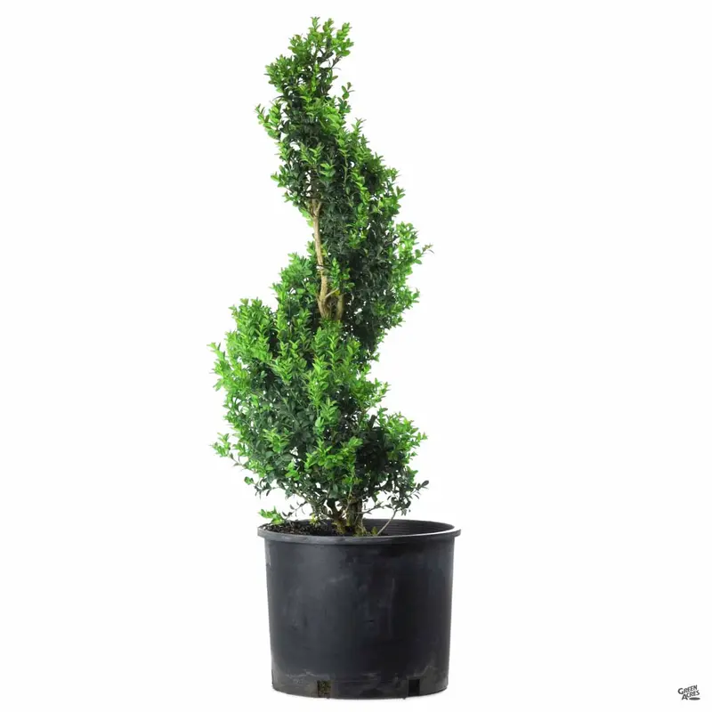 English Boxwood Spiral Topiary