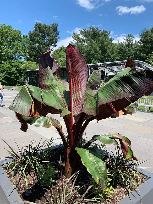 Ensete ventricosum 'Maurelii' (Red False Banana)