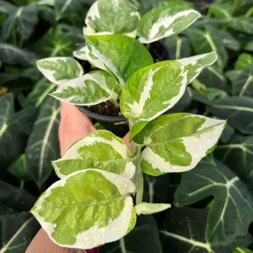 Epipremnum aureum 'Glacier' (Pothos)