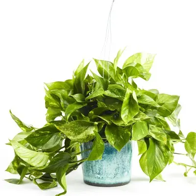 Epipremnum aureum (Golden Pothos)