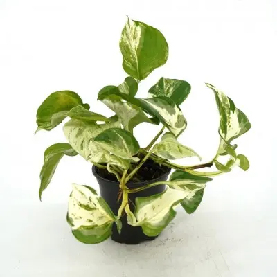 Epipremnum aureum 'Manjula' (Pothos)