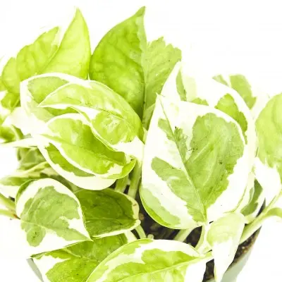 Epipremnum aureum 'njoy' (Pothos NJoy)