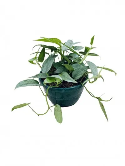 Epipremnum pinnatum (Cebu Blue Pothos)