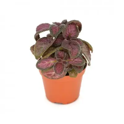 Episcia cupreata 'Maya' (Flame Violet)
