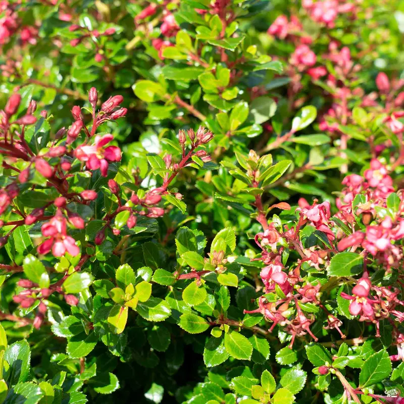 Escallonia 'Compacta'