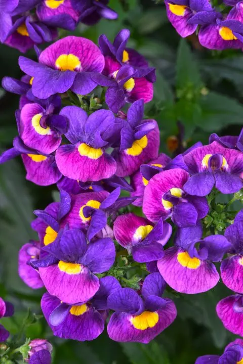 Escential Sugarberry Purple- 4.5" Fancy