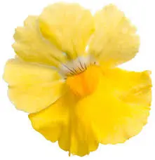 Escential Sunberry Yellow- 4.5" Fancy