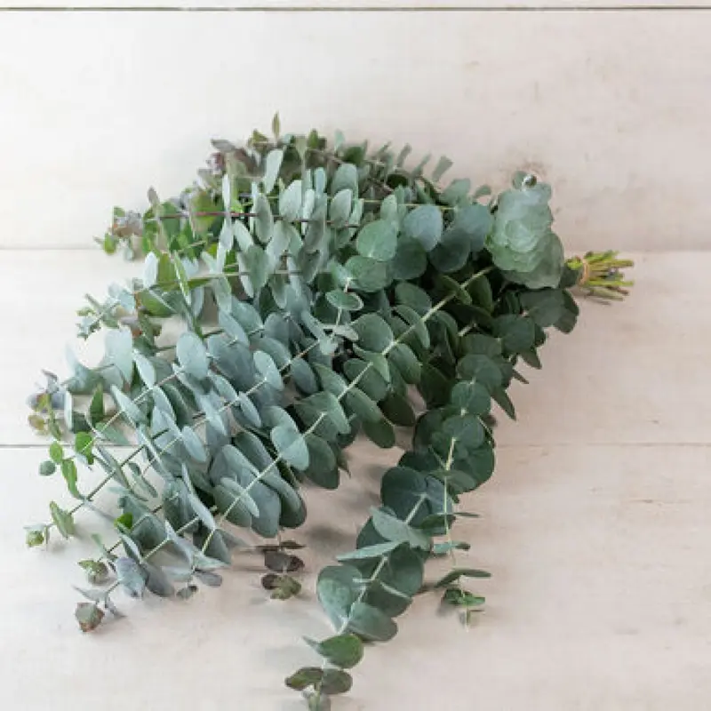 Eucalyptus pulv. ssp 'Baby Blue'