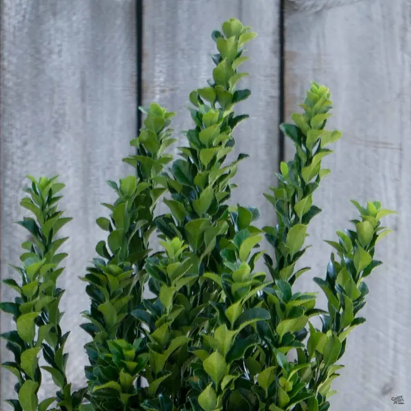 Euonymus 'Green Spire'