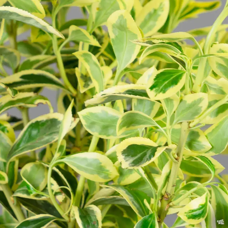 Euonymus 'Silver King'