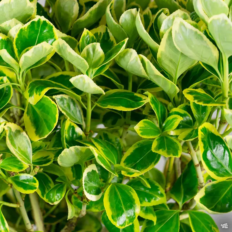 Euonymus 'Silver Queen'
