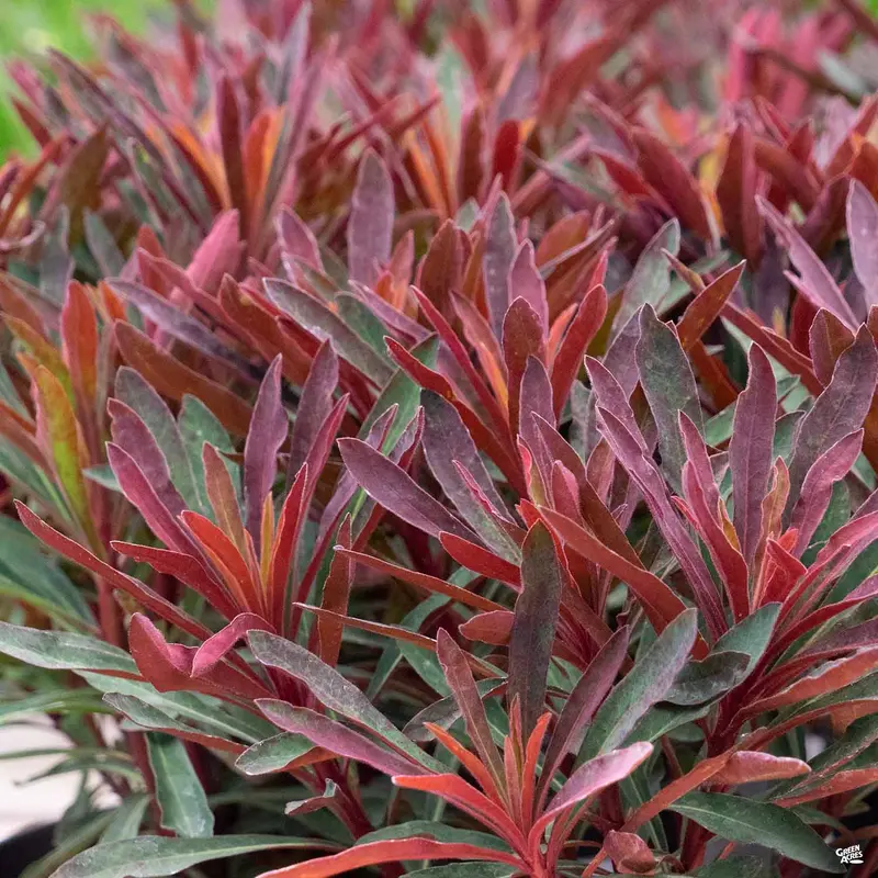 Euphorbia 'Miner's Merlot'