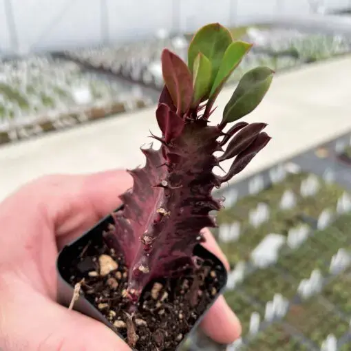 Euphorbia trigona 'Rubra' (African Milk Tree)