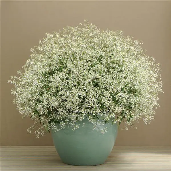 Euphorbia White - 5" Fancy