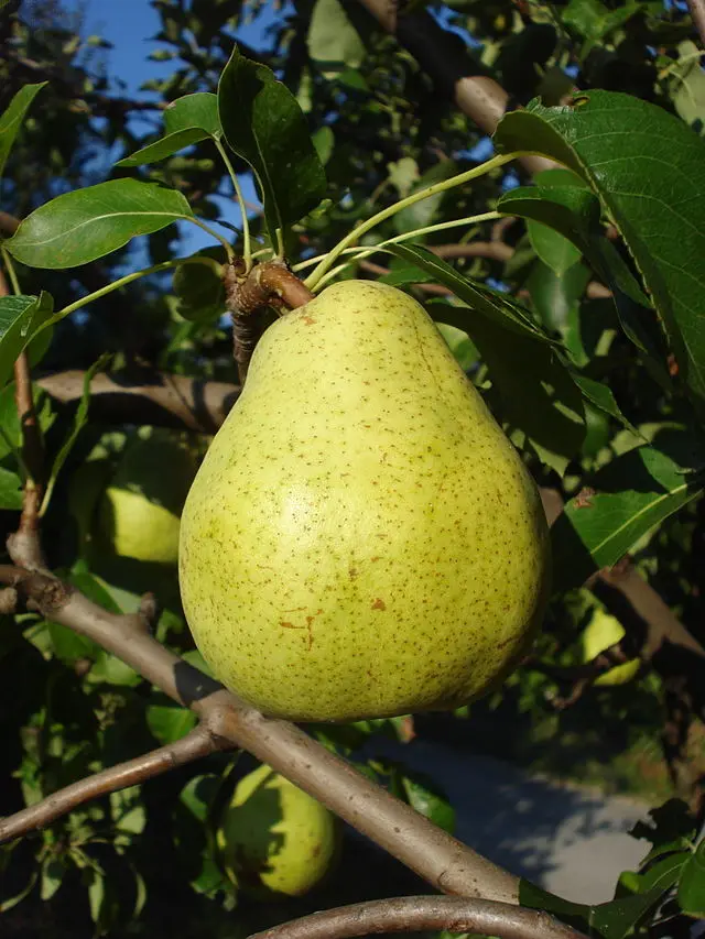 European Pear 'Comice' (Pyrus communis)