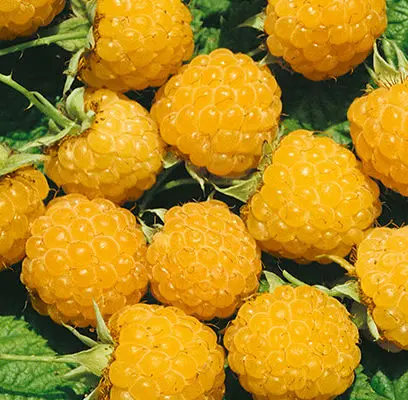 Fallgold Raspberry